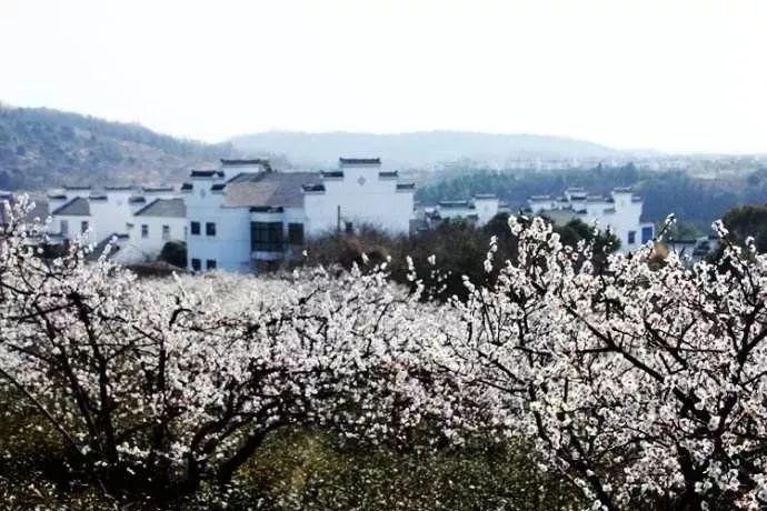 动物帮帮忙保卫家园